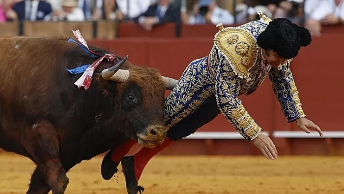 صحيفة المرصد - بالفيديو: مصارع ثيران يتعرض لإصابة خطيرة داخل حلبة في إسبانيا