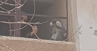 لسه بيتنطط.. التفاصيل الكاملة لواقعة هروب قرد من حديقة خاصة بالمنوفية (صور)