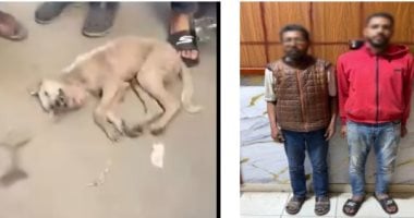 الأمن يكشف لغز فيديو "الكلب القتيل" فى الزقازيق