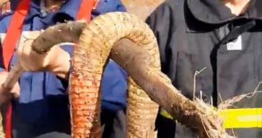 الحماية المدنية تقتل كوبرا ضخمة بعد مشاهدة الأهالي لها على شجرة بالسنطة