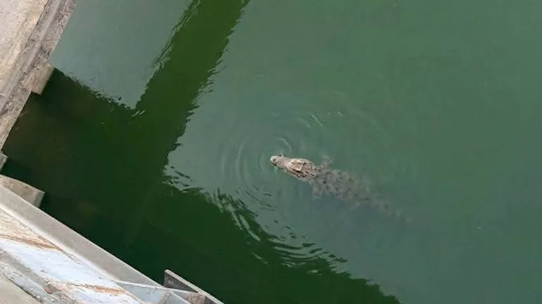 حقيقة ظهور تمساح في ترعة الباجورية بالمنوفية.. تحرك رسمي لفحص الصور ال