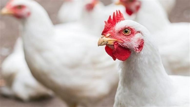 سعر الفراخ البيضاء والبلدي في بورصة الدواجن اليوم السبت 4-4-2026.. تحديث جديد سعر الفراخ البيضاء والبلدي في بورصة الدواجن اليوم السبت 4-4-2026.. تحديث جديد