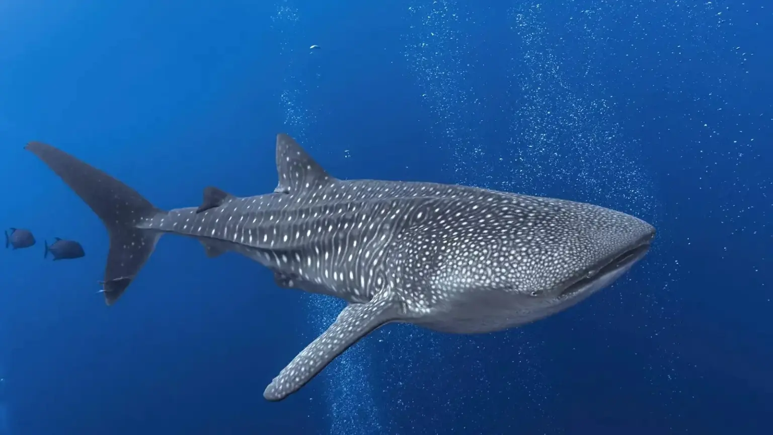 فيديو صادم.. قرش حوتي يقتحم جلسة تصوير تحت الأعماق - أخبار السعودية