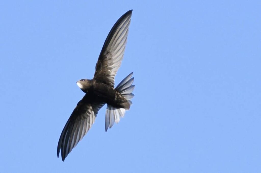 السماء موطنه الوحيد.. طائر يحلق 10 أشهر بلا أي هبوط على الأرض