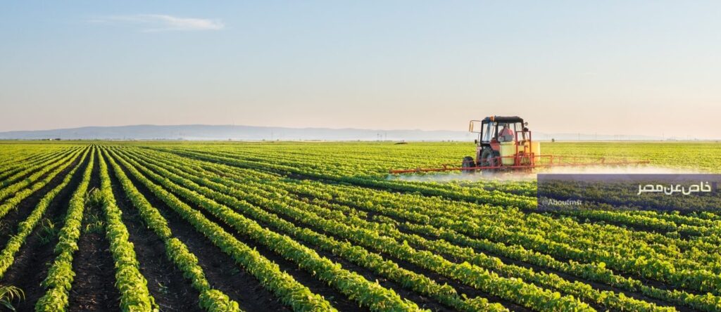 مصر تستهدف إنتاج 50 % من احتياجاتها من هذا المحصول قريبًا.. وهذه هي الطريقة القمح المصري