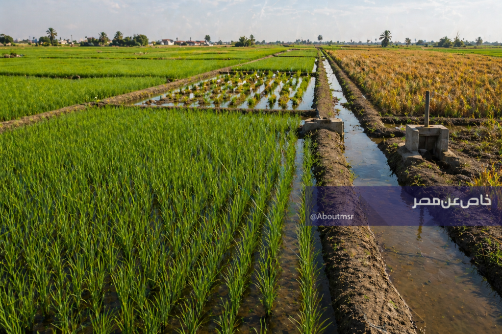 الأرز مصر