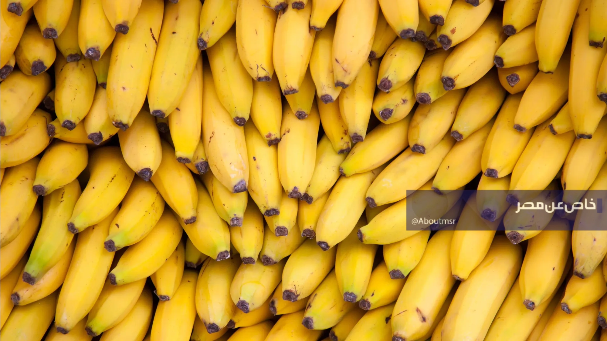 أكبر مصدري الموز بالعالم