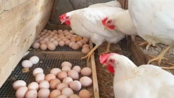 قبل شم النسيم.. مفاجأة غير متوقعة فى سعر كرتونة البيض اليوم السبت قبل شم النسيم.. مفاجأة غير متوقعة فى سعر كرتونة البيض اليوم السبت