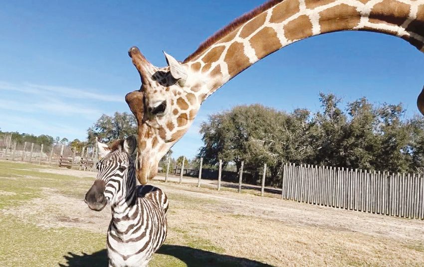 أخبار الخليج | «صداقة نادرة» بين حمار وحشي وزرافة أخبار الخليج | «صداقة نادرة» بين حمار وحشي وزرافة