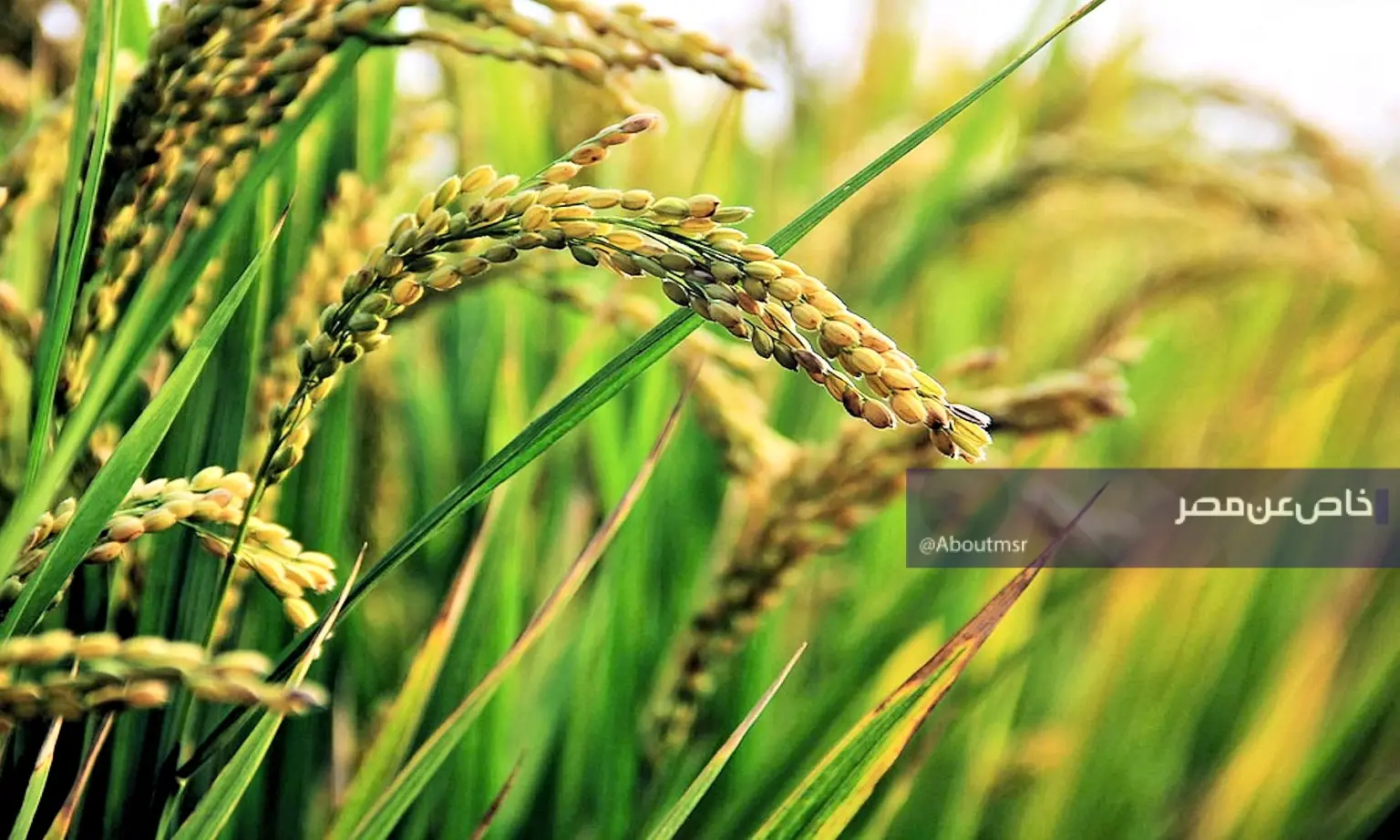 مصر تحمي مليون فدان أرز.. مواجهة صارمة مع “غشاشي التقاوي” والبداية من كفر الشيخ الأرز التقاوي