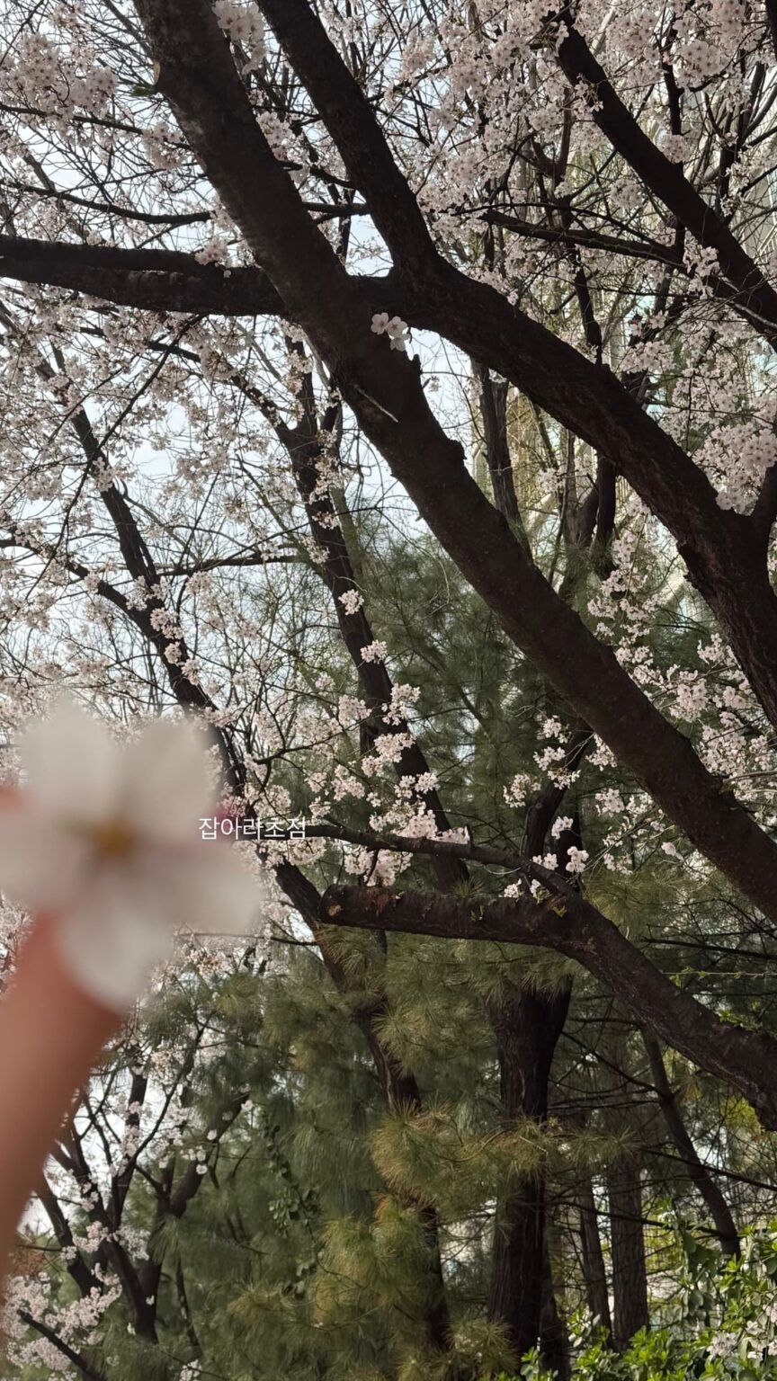 260401 تحديث قصة الانستقرام الشتوية