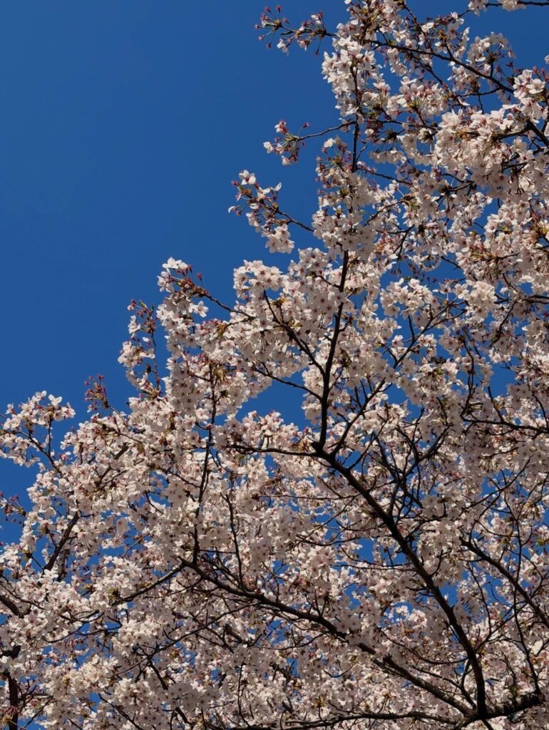 260405 تحديث جيسو على الانستقرام