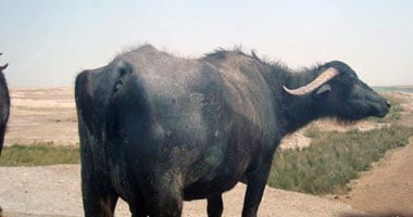 جاموسة تعقر 8 أشخاص داخل منزل فى سوهاج.. وتقديم المصل اللازم للمصابين جاموسة تعقر 8 أشخاص داخل منزل فى سوهاج.. وتقديم المصل اللازم للمصابين