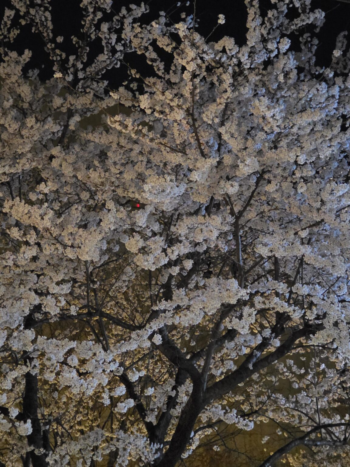 260404 تحديث هوه يونجين للويفيرس