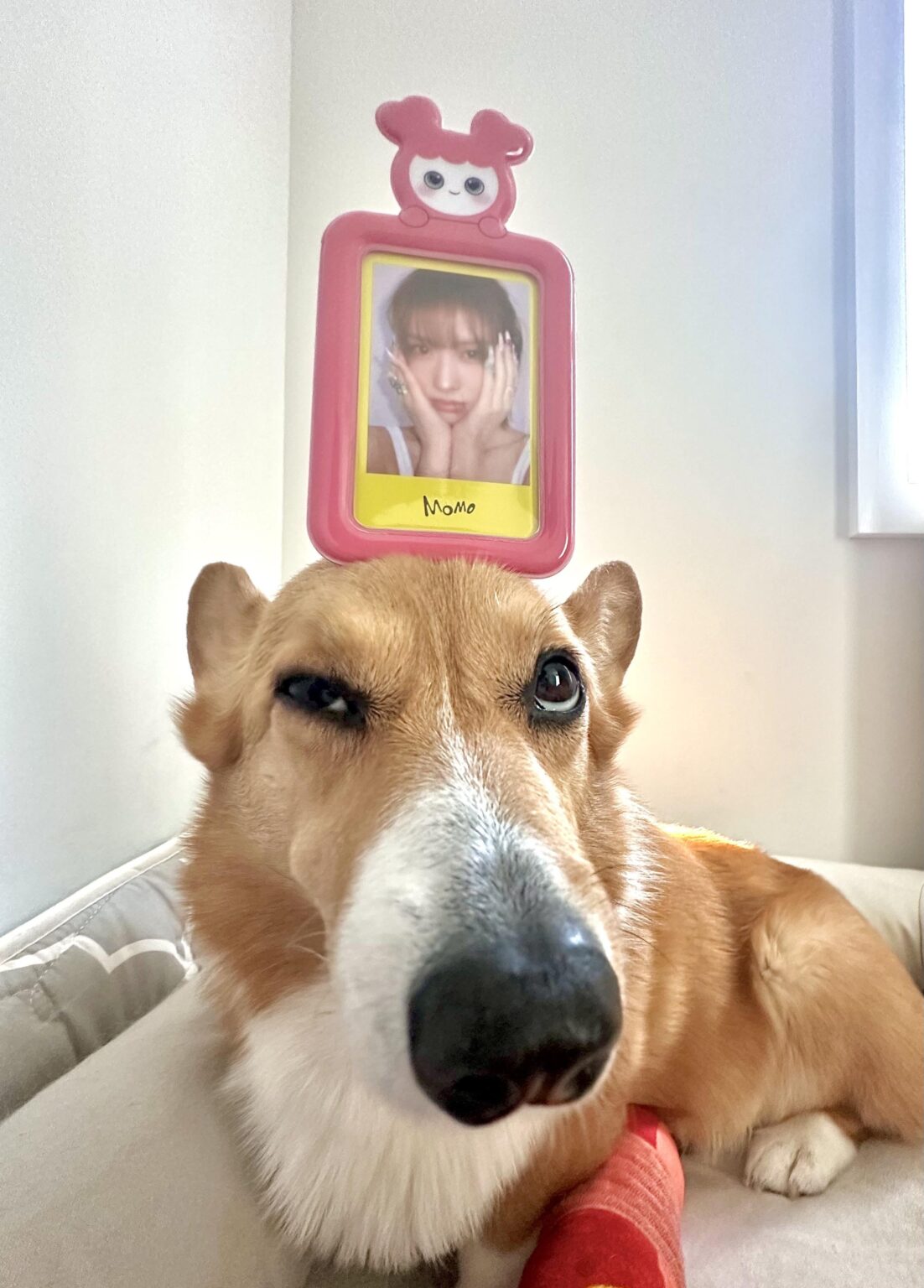 gf أحضر لي حامل مومو :D