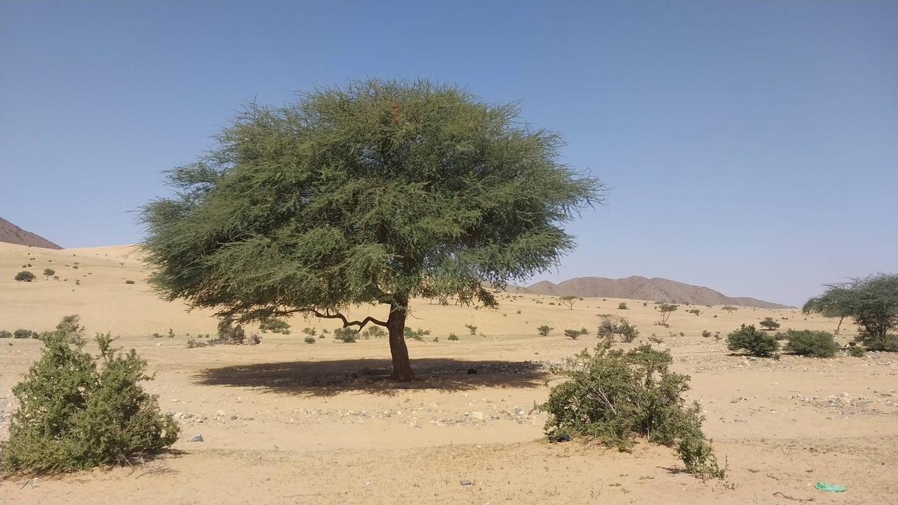 أشجار منتشرة فى الصحراء الشرقية