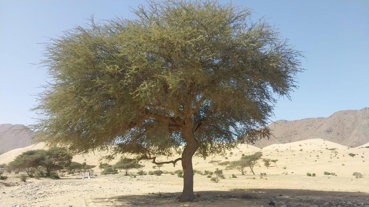 تسمي الاكاسيا