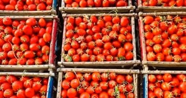وزارة التموين تعلن طرح الطماطم غدا بسعر 20 جنيها للكيلو