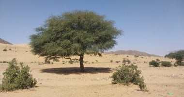 السنط.. شجرة تحكى تاريخ الصحراء الشرقية وتمنح الرعاة الظل والأمان.. صور