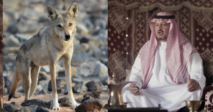 صحيفة المرصد - بالفيديو.. مواطن يروي قصة جده "مكازي بن دغيم " الذي أطعم ذئب على شاة وعرف ب"معشي الذيب" ليصبح رمزا للكرم في حائل!