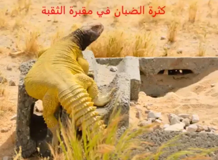 صحيفة المرصد - بالفيديو: انتشار الضبان داخل مقبرة بالخبر واتخاذها القبور جحورًا لها!