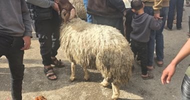 سعر خروف الأضحية في غزة يسجل أكثر من ربع مليون جنيه مصرى