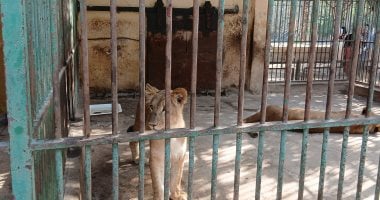 ملك الغابة وجوز الاتنين.. زئير فرج يزيد عائلة الأسد إقبال أكثر بحديقة حيوان الإسكندرية ملك الغابة وجوز الاتنين.. زئير فرج يزيد عائلة الأسد إقبال أكثر بحديقة حيوان الإسكندرية
