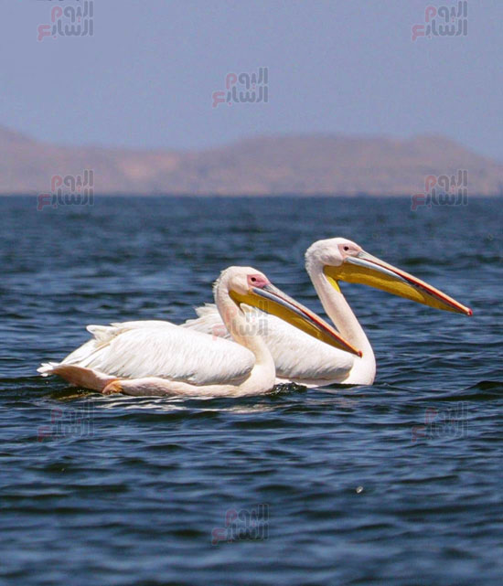 البجع-الأبيض-الكبير