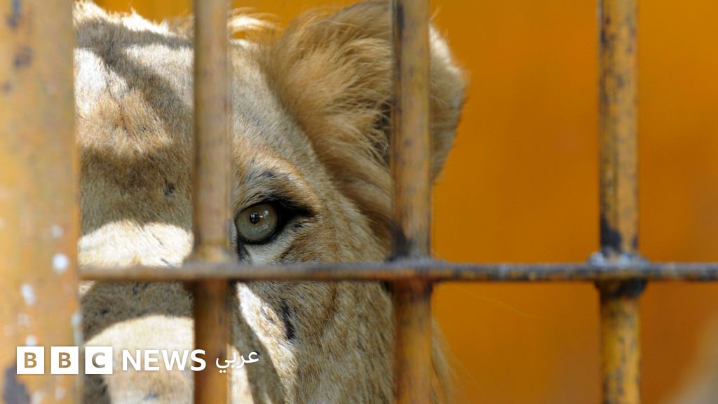ملك الغابة في أحضان البشر، صورة جميلة قد تنتهي بكارثة