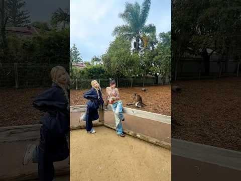 260530 تاريخ حديقة الحيوان للجرو الأخت