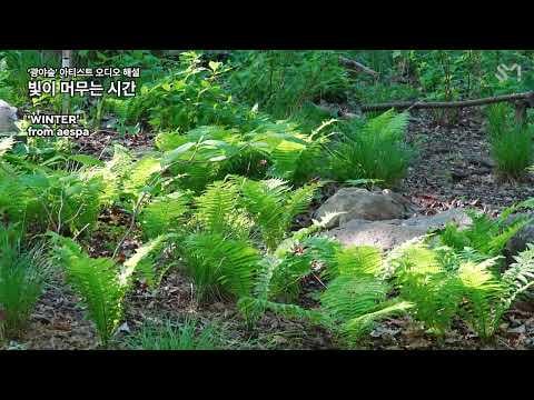 260429 الشتاء - الوقت الذي يطول فيه الضوء (تعليق صوتي لفنان غابة كوانغيا) @ SM SMile
