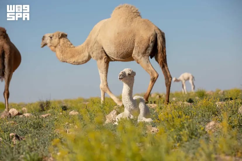 من الحوار إلى الفاطر.. الموروث اللغوي العربي يوثّق رحلة الإبل عبر العصور