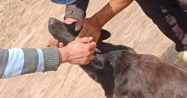إصابة 9 أشخاص عقرهم حيوان مفترس في مركز أبوتشت بمحافظة قنا