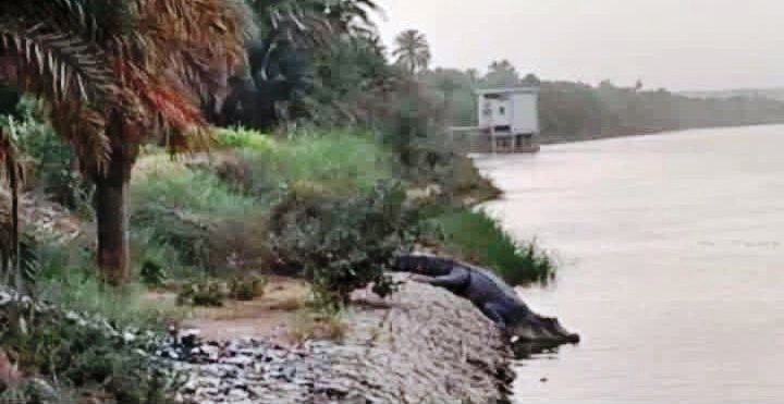 صور متداولة لظهور تمساح صور متداولة لظهور تمساح