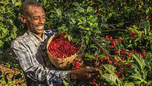 مزارع يقطف ثمار القهوة
