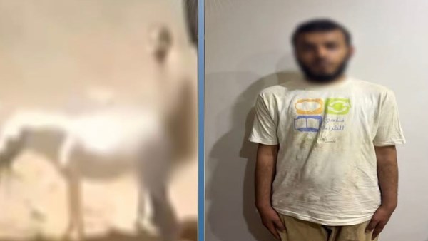 مريض نفسي.. الداخلية تكشف تفاصيل تعدي شخص على حمار بالضرب مريض نفسي.. الداخلية تكشف تفاصيل تعدي شخص على حمار بالضرب