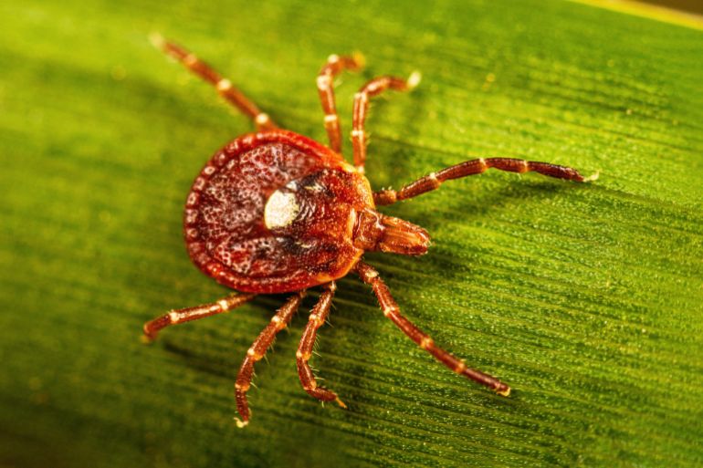 This photo provided by the U.S. Centers for Disease Control shows an adult female lone star tick crawling on a blade of grass in 2023. (Lauren Bishop/CDC via AP)