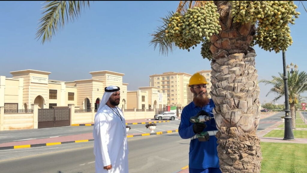 بلدية دبا الحصن تطلق مشروع حصر وترقيم أشجار النخيل بلدية دبا الحصن تطلق مشروع حصر وترقيم أشجار النخيل