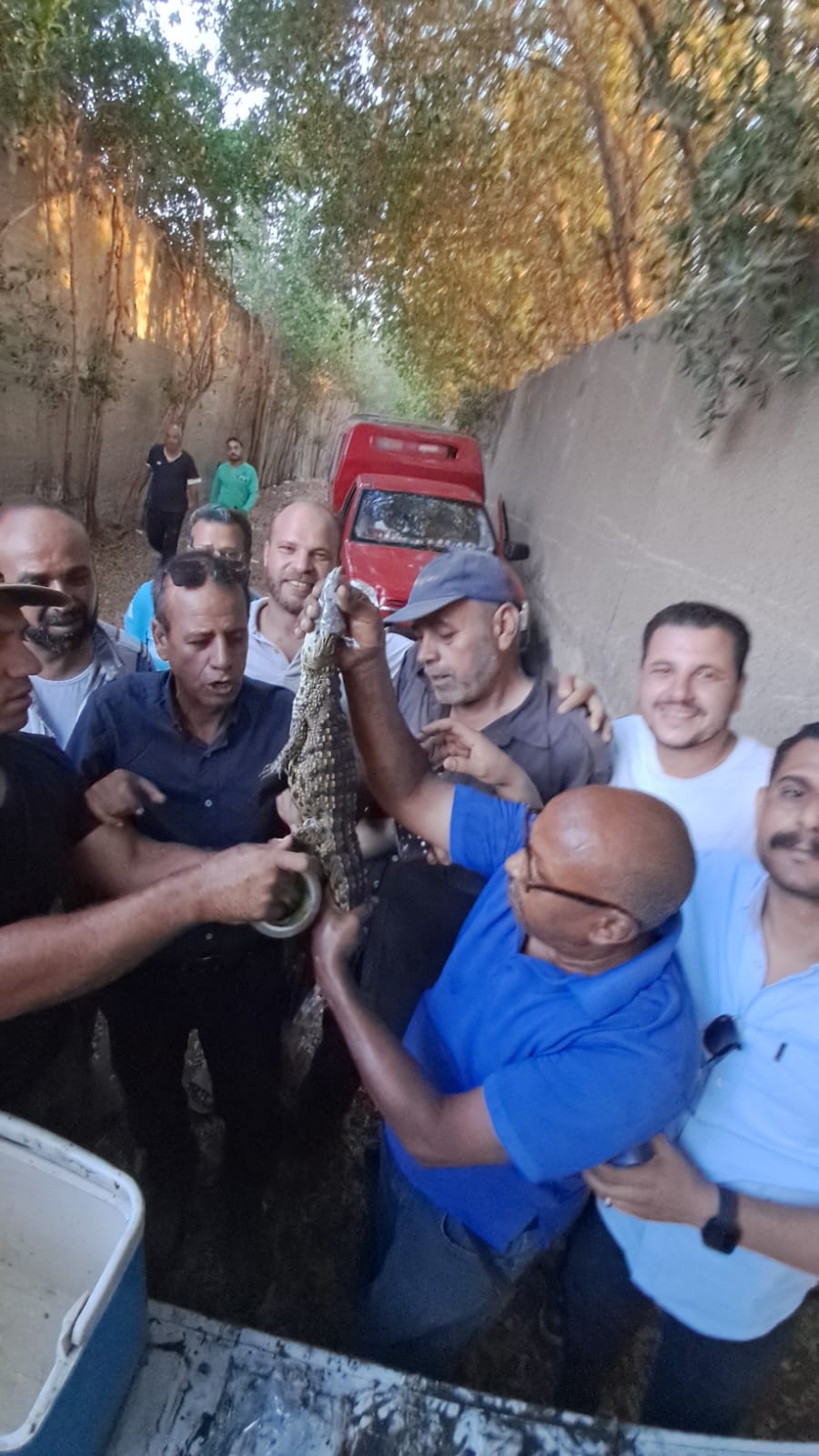 العثور على تمساح شبرامنت بالجيزة  (1)