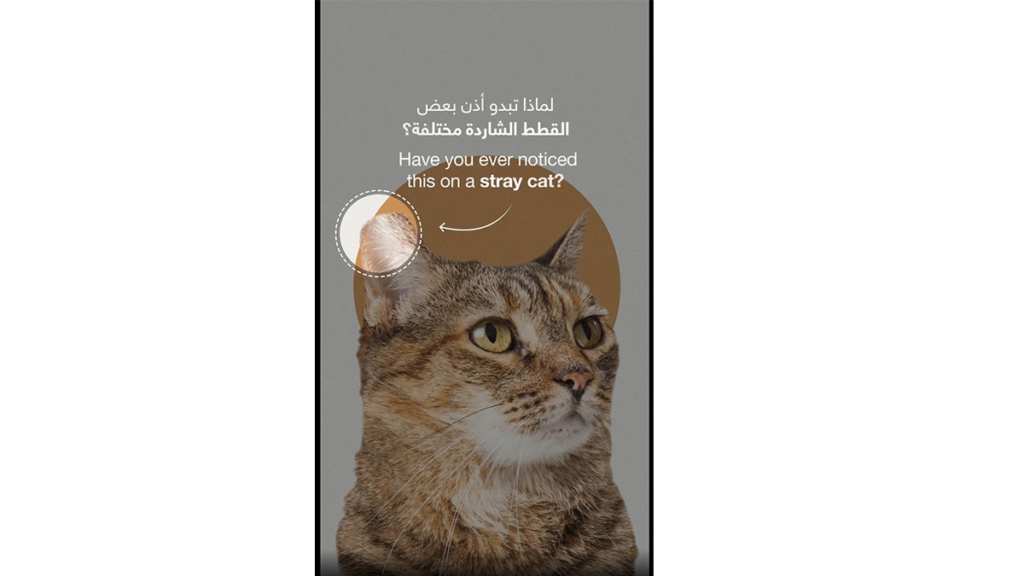 «بلديات أبوظبي» توضح دلالة «الأذن المقصوصة» للقطط السائبة «بلديات أبوظبي» توضح دلالة «الأذن المقصوصة» للقطط السائبة