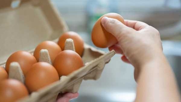 اسعار البيض اليوم