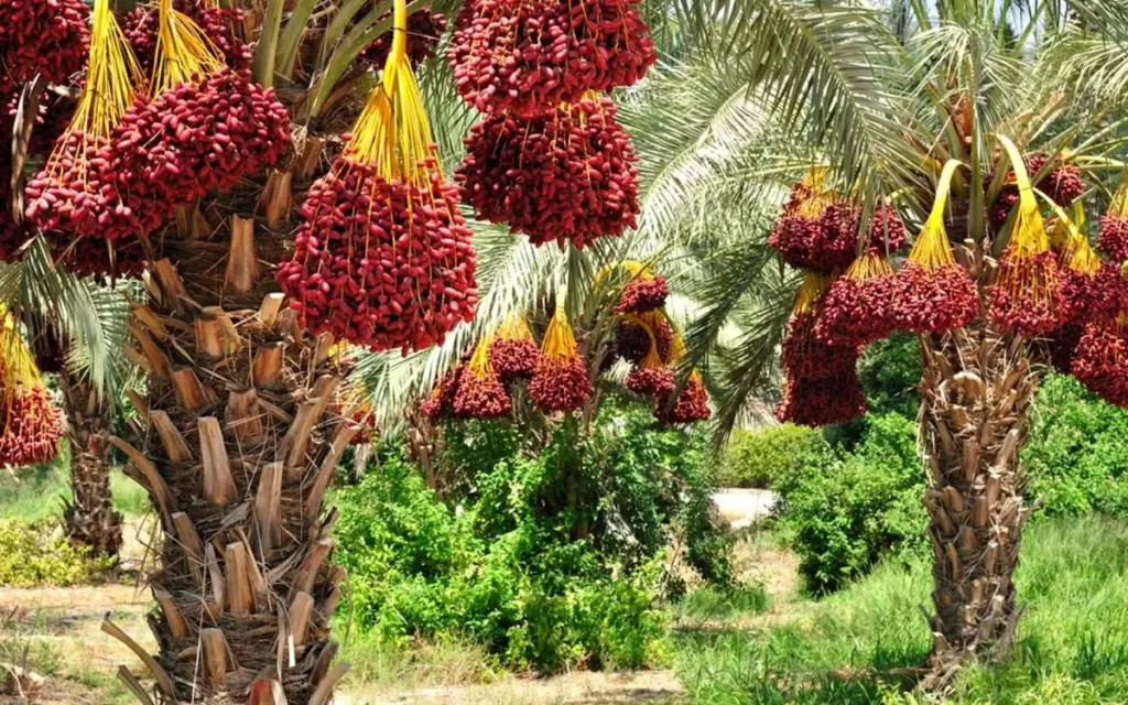 مزارع الإمارات.. خيرات محلية تزين موائد الصيف مزارع الإمارات.. خيرات محلية تزين موائد الصيف