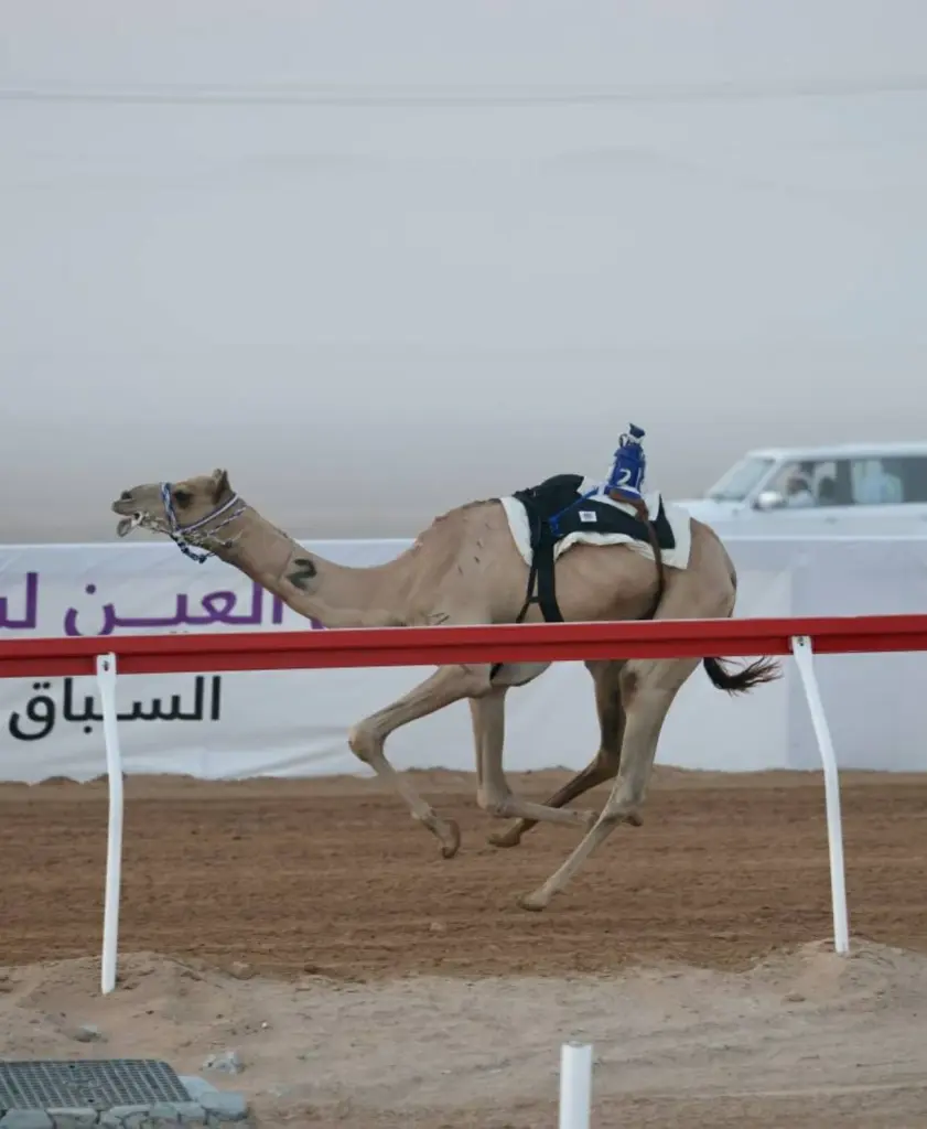 «أفعال» تتصدر منافسات اللقايا في مهرجان العين لسباقات الهجن «أفعال» تتصدر منافسات اللقايا في مهرجان العين لسباقات الهجن