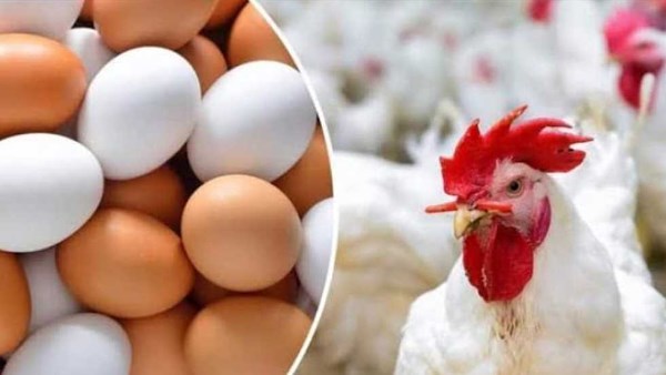 الفراخ والبيض والطماطم.. الزراعة تزف أخبارا سارة للمواطنين لمدة 7 أشهر