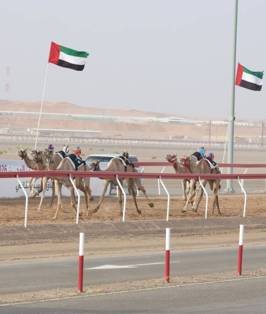 «نور» و«غازي» يتألقان في «الثنايا» بمهرجان العين للهجن Al Bayan
